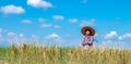 Farmers are harvesting crops in rice fields. Bright sky day.