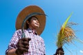 Farmers are harvesting crops in rice fields. Bright sky day.