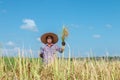 Farmers are harvesting crops in rice fields. Bright sky day