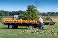 Farmers harvesting fall pumpkins for Halloween Royalty Free Stock Photo