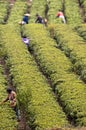 Farmers harvesting fresh tea leaves in a field Royalty Free Stock Photo