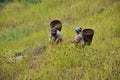 Farmers Harvesting Millet Royalty Free Stock Photo