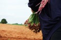 Farmers Harvesting organically green shallots.