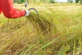 The farmers are harvesting paddy, rice plant