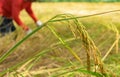 Farmers are harvesting paddy