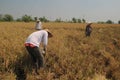 Red Rice Harvest