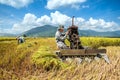 Farmers harvesting rice