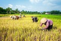 Farmers harvesting rice