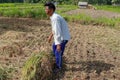 Farmers harvesting rice field. Threshing rice, Farmer manual rice harvest. An elderly Balinese man ties a sheaf