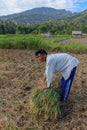 Farmers harvesting rice field. Threshing rice, Farmer manual rice harvest. An elderly Balinese man ties a sheaf