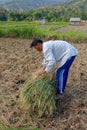 Farmers harvesting rice field. Threshing rice, Farmer manual rice harvest. An elderly Balinese man ties a sheaf