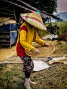 Farmers are harvesting rice in the fields