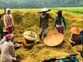 Farmers are harvesting rice in the fields