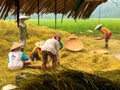 Farmers are harvesting rice in the fields