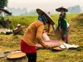 Farmers are harvesting rice in the fields