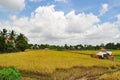Farmers are harvesting rice in the golden field in spring, in western Vietnam September 2014
