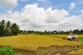 Farmers are harvesting rice in the golden field in spring, in western Vietnam September 2014 Royalty Free Stock Photo