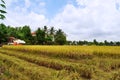 Farmers are harvesting rice in the golden field in spring, in western Vietnam September 2014 Royalty Free Stock Photo