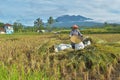 Farmers are harvesting rice in a paddy field in Arjasari Tasikmalaya Village, Sunday 16 April 2023