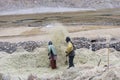 Farmers harvesting rice in rice field in Ladakh