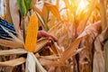 Farmers harvesting ripe yellow corn amidst the dry fields with orange sunlight captures the essence of abundance and the rewards