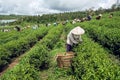 Farmers harvesting tea