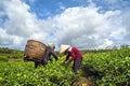 Farmers harvesting tea
