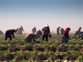 Farmers harvesting vegetables or fruits in a farmer\'s field in early autumn in sunny day. Generated AI