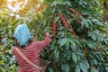 Farmers hill picking arabica coffee berries.