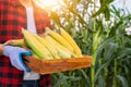 Farmers hold organic sweet corn, Organic fresh sweet corn harvested in wooden crates in the hands of farmers. The background is a