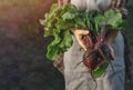 Farmers holding fresh beetroot in hands on farm at sunset. Woman hands holding freshly bunch harvest. Healthy organic food, Royalty Free Stock Photo