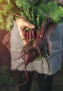 Farmers holding fresh beetroot in hands on farm at sunset. Woman hands holding freshly bunch harvest. Healthy organic food, Royalty Free Stock Photo