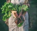 Farmers holding fresh beetroot in hands on farm at sunset. Woman hands holding freshly bunch harvest. Healthy organic food, Royalty Free Stock Photo