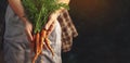 Farmers holding fresh carrots in hands on farm at sunset. Woman hands holding freshly bunch harvest. Healthy organic food,