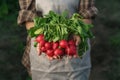 Farmers holding fresh radish in hands on farm. Woman hands holding freshly bunch harvest. Healthy organic food, vegetables,