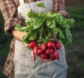 Farmers holding fresh radish in hands on farm. Woman hands holding freshly bunch harvest. Healthy organic food, vegetables,