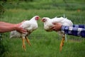 Farmers Holding Their White Pasture Raised Chickens up for Size, Caring for the Flock Royalty Free Stock Photo