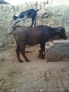 At farmers home got stand on buffalo in village home farookhabad Uttar Pradesh India