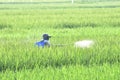 Farmers in Indonesia spraying disinfectants to control pests and diseases that cause agricultural crop failure