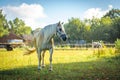 Farmers life, horse walking outside and grazing green grass in s