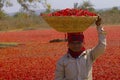 Farmers at local chili market, Umred, Maharashtra