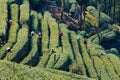 Farmers in Longjing Royalty Free Stock Photo