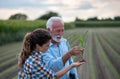 Farmers looking at corn plant with root in field Royalty Free Stock Photo