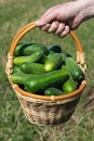 Farmers male hand holds wicker basket with freshly picked with freshly picked organic farm-grown cucumbers on background of green Royalty Free Stock Photo