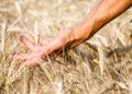 Farmers male hand touching spikelets of wheat on the field