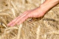 Farmers male hand touching spikelets of wheat on the field Royalty Free Stock Photo