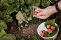 Farmers male hands pick fresh red strawberries in the garden. Human hands in the frame. Harvesting berries. Organic fat-free, lo
