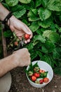 Farmers male hands pick fresh red strawberries in the garden. Human hands in the frame. Harvesting seasonal berries. Organic