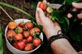 Farmers male hands pick fresh red strawberries in the garden. Human hands in the frame. Harvesting seasonal berries. Organic fat-