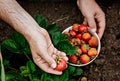 Farmers male hands pick fresh red strawberries in the garden. Human hands in the frame. Selective focus. Harvesting seasonal